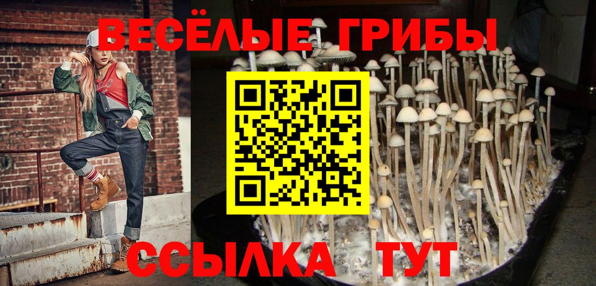 Псилоцибиновые грибы Psilocybe Зима